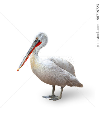 Image of pelican, bird isolated over white background. Nature protection 96719723