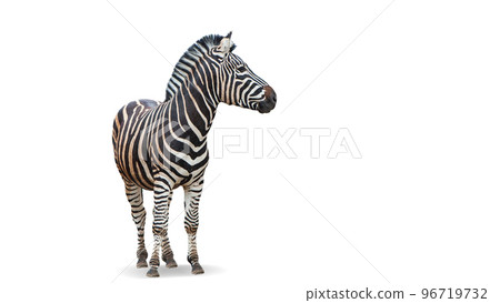 Beautiful zebra isolated over white background. Concept of animal, travel, zoo, wildlife protection 96719732