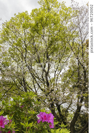 野櫻花和杜鵑花的風景6 96720002