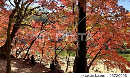 透過光的色彩鮮豔的紅葉<香蘭溪巴川/愛知縣豐田市足助町> 透過光的色彩鮮豔的紅葉<香蘭溪巴川/愛知縣豐田市足助町> 96720098