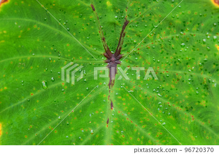 Colocasia black widow texture 96720370