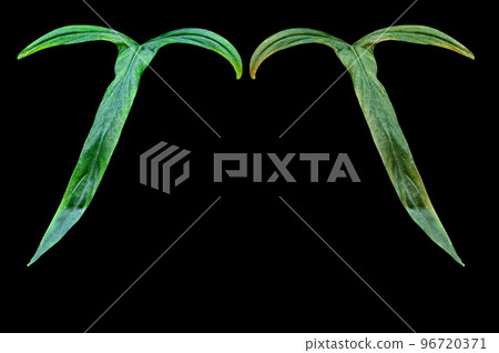 Philodendron holtonianum in garden 96720371