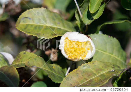 Tea flower Tea flower 96720804