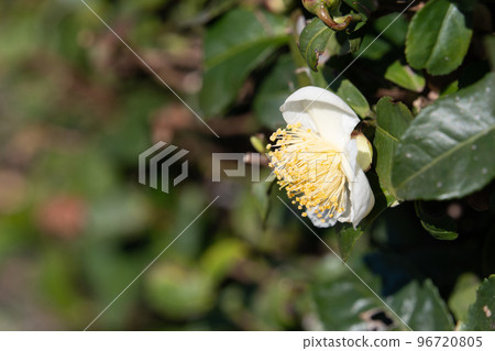 Tea flower Tea flower 96720805