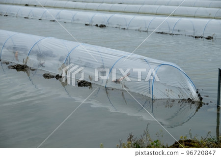 Lotus root fields that have just been planted Lotus root fields that have just been planted 96720847