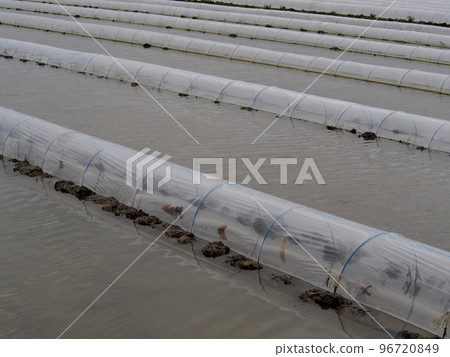 Lotus root fields that have just been planted Lotus root fields that have just been planted 96720849