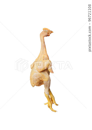 Plucked chicken chick with open wings and yellow paws isolated on white background 96721108