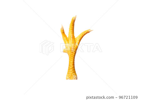 Yellow chicken paw with fingernails isolated on white Yellow chicken paw with fingernails isolated on white 96721109