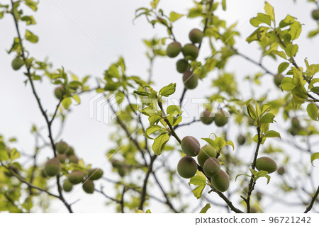 Plum tree scenery 96721242