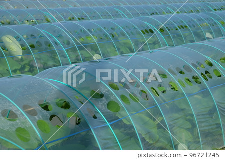 蓮藕隧道栽培 蓮藕隧道栽培 96721245