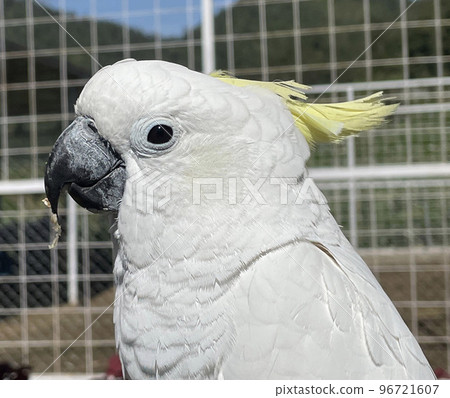 smart white exotic cockatoo bird perches in the bird sanctuary, interacting with visitors 96721607