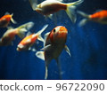 A goldfish bathed in fantastic light 96722090