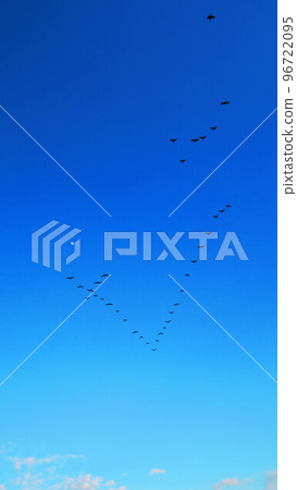 Scenery of great cormorants flying in the twilight sky (Toda City, Saitama Prefecture) Scenery of great cormorants flying in the twilight sky (Toda City, Saitama Prefecture) 96722095