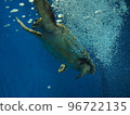 Lively sea turtle 96722135