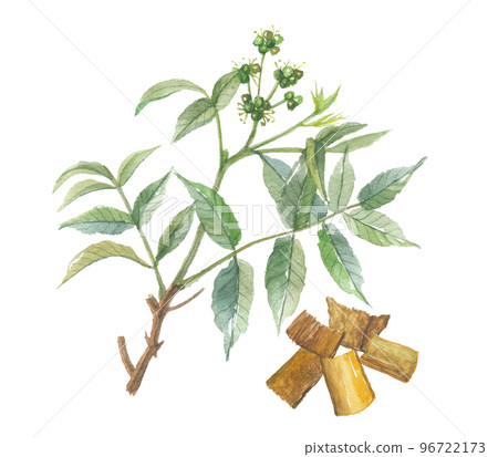 Yellowfin Phellodendron Obaku Obaku Bark 96722173