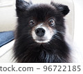 Black Pomeranian with a stupid face 96722185