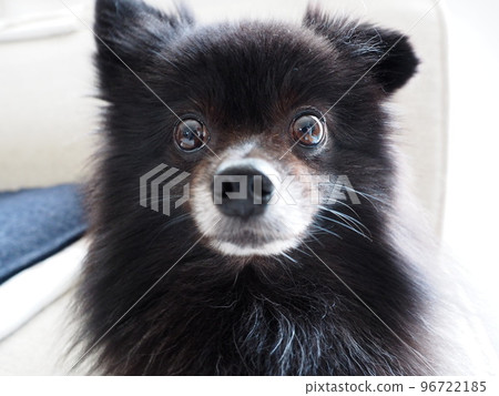 長著一張傻臉的黑博美犬 長著一張傻臉的黑博美犬 96722185