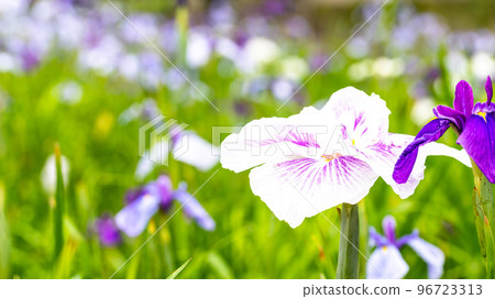 Japanese iris (close-up) The irises are in full bloom along the Takase River. (Kyushu, Tamana City, Kumamoto Prefecture) Japanese iris (close-up) The irises are in full bloom along the Takase River. (Kyushu, Tamana City, Kumamoto Prefecture) 96723313