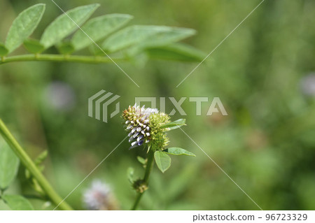 Liquorice Liquorice 96723329