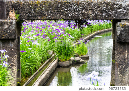 Hana iris (Japanese iris) tourist attraction: Hana irises are in full bloom along the Takase River. (Kyushu, Tamana City, Kumamoto Prefecture) 96723383