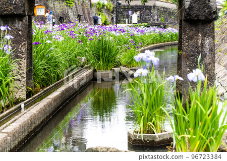 Hana iris (Japanese iris) tourist attraction: Hana irises are in full bloom along the Takase River. (Kyushu, Tamana City, Kumamoto Prefecture) 96723384