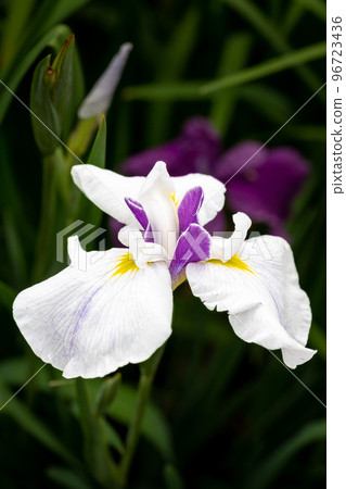 日本鳶尾花（特寫） 鳶尾花盛開在高瀨川沿岸。 （九州、熊本縣玉名市） 96723436