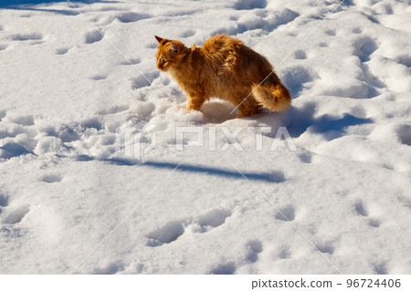 Cute ginger cat in white snow 96724406