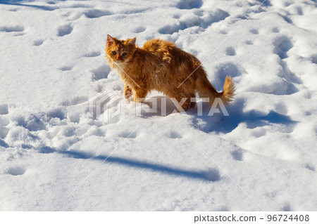 Cute ginger cat in white snow Cute ginger cat in white snow 96724408