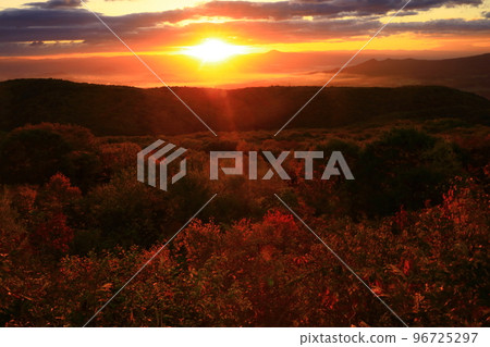 岩手縣八幡平市日出時的雲海 96725297