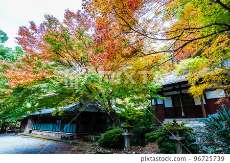大老寺[長崎縣s早市] 500 Rakan（富川谷）的秋葉 96725739