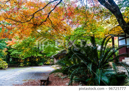 Autumn leaves of the 500 Arhats (Tomigawa Valley) at Daioji Temple [Isahaya City, Nagasaki Prefecture] 96725777
