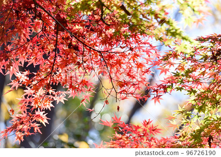 maple leaves 96726190