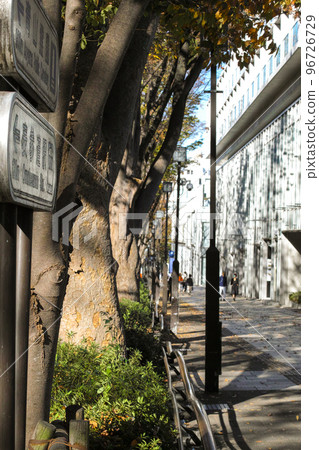 It is a snapshot of the Omotesando zelkova trees in winter (part 2). 96726729