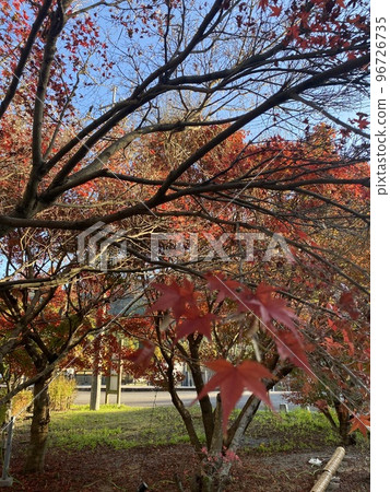Autumn leaves Autumn leaves 96726735
