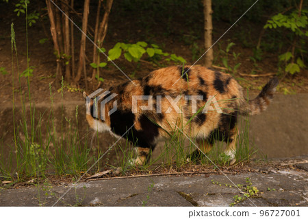 Beautiful multicolor cat walking outdoor in spring day Beautiful multicolor cat walking outdoor in spring day 96727001