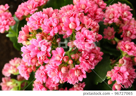 Pink kalanchoe, close up and selective focus Pink kalanchoe, close up and selective focus 96727065