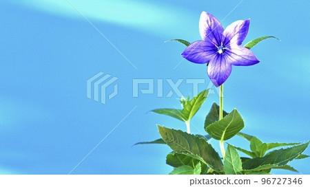 秋七草之一的桔梗,16:9(修復照片) 秋七草之一的桔梗,16:9(修復照片) 96727346