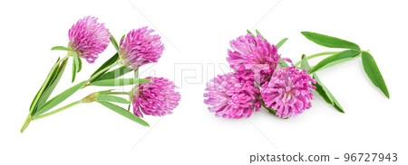 Clover or trefoil flower medicinal herbs isolated on white background 96727943