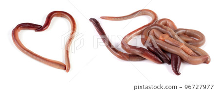 Two earthworms in the shape of heart isolated on white background 96727977