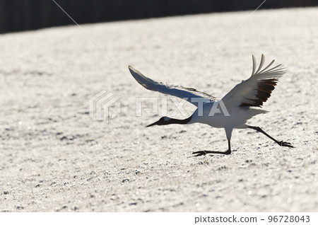 Red-crowned crane (Tsurui, Hokkaido) running up before taking off from the feeding area 96728043