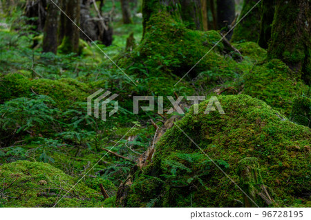 [長野縣]白駒池苔蘚森林 96728195