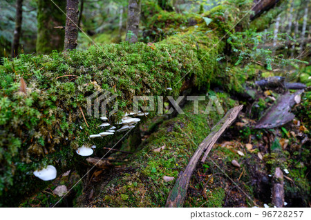 [長野縣]白駒池苔蘚森林 96728257