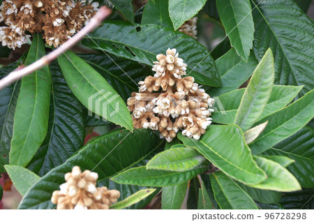 Flower of loquat 96728298