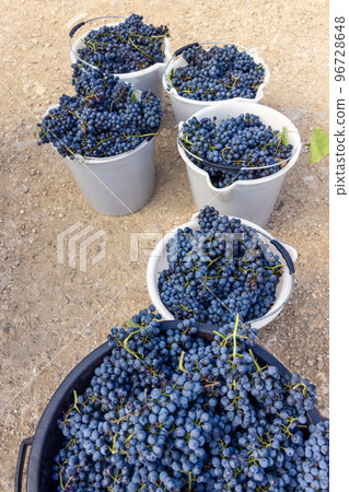 Grapes in plastic buckets during grape harvest in South Italy, Puglia 96728648