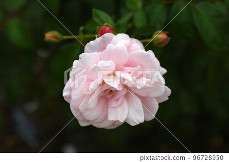 [長野縣中野市]一本木公園的玫瑰Rosalie La Moliere 96728950