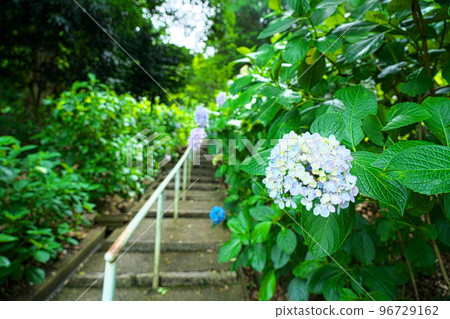 [備中一宮] 岡山縣岡山市北區吉備津神社 7 號紫陽花花園中盛開的藍色繡球花 96729162