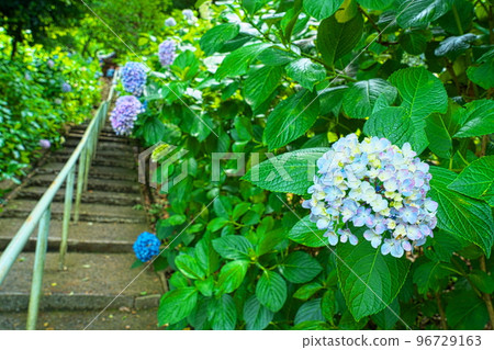 [備中一宮] 岡山縣岡山市北區喜備津神社繡球花園 8 號藍色繡球花盛開 96729163