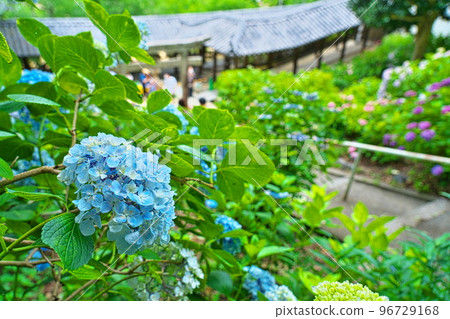 [備中一宮]岡山縣岡山市北區2吉備津神社的繡球花花園和走廊 96729168