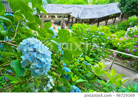 [Bicchu Ichinomiya] Kibitsu Shrine's Hydrangea Garden and Corridor 3, Kita Ward, Okayama City, Okayama Prefecture 96729169