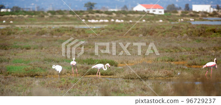 flamingo birds during migration at the mouth of the river 96729237